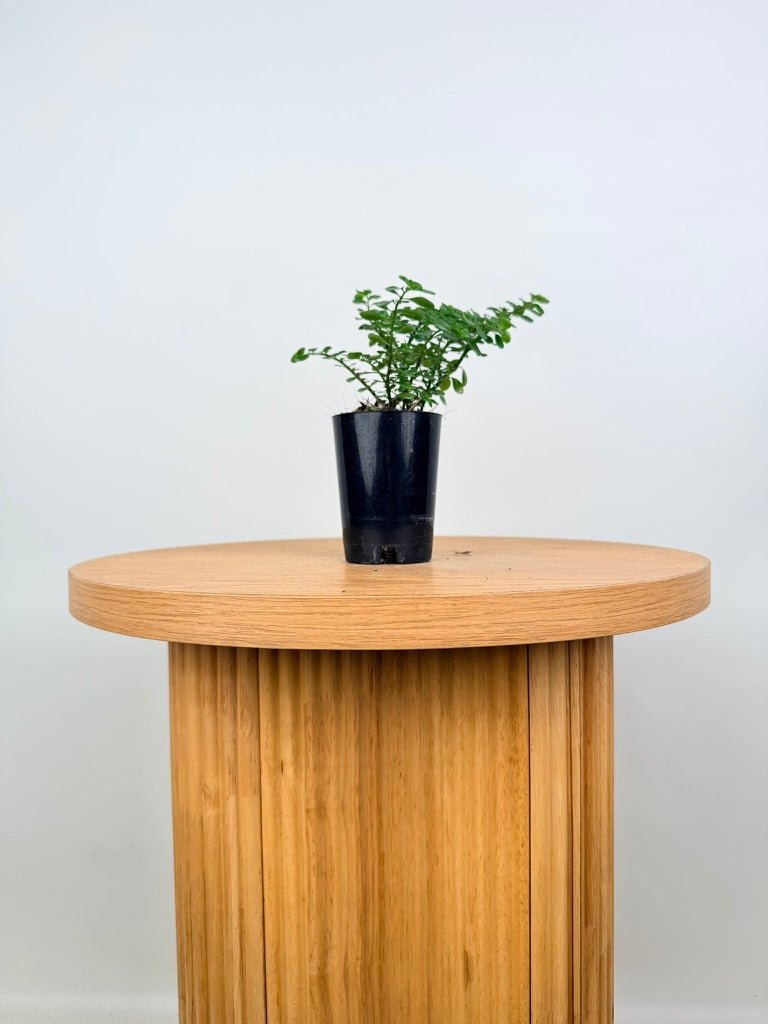 Pilea Emerald Isle | Uprooted