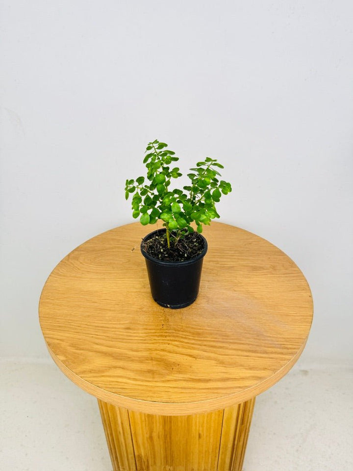 Pilea Emerald Isle | Uprooted