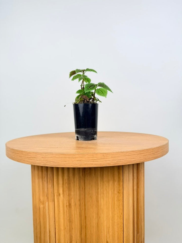 Pilea Involucrata - Moon Valley | Uprooted