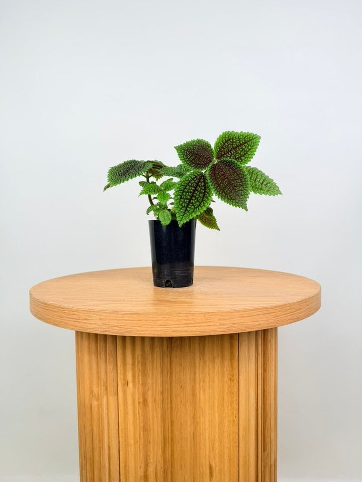 Pilea Involucrata - Moon Valley | Uprooted