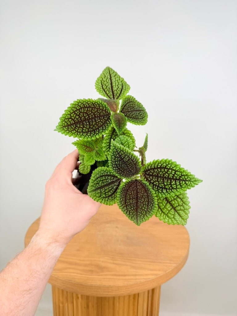 Pilea Involucrata - Moon Valley | Uprooted
