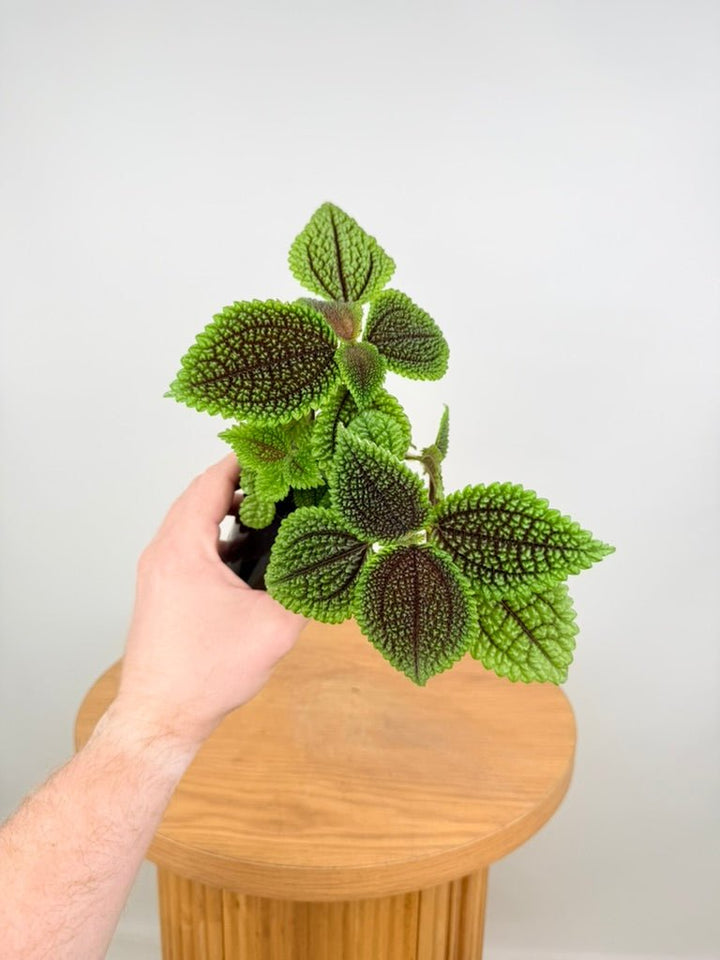 Pilea Involucrata - Moon Valley | Uprooted