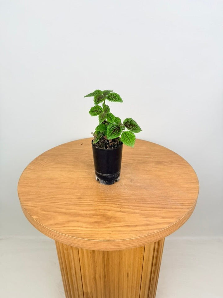 Pilea Involucrata - Moon Valley | Uprooted