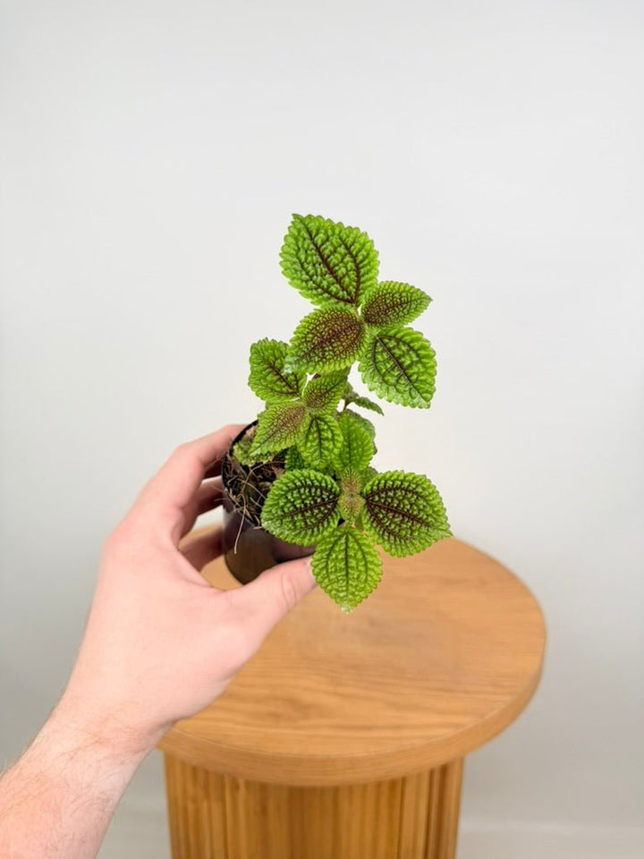 Pilea Involucrata - Moon Valley | Uprooted