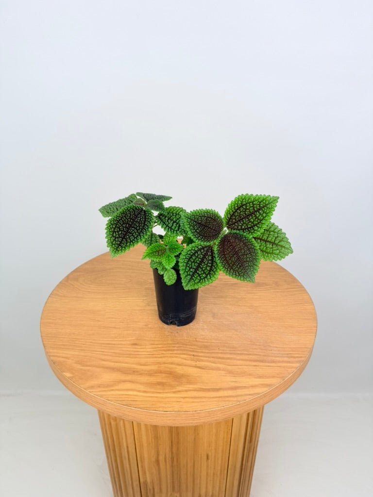 Pilea Involucrata - Moon Valley | Uprooted