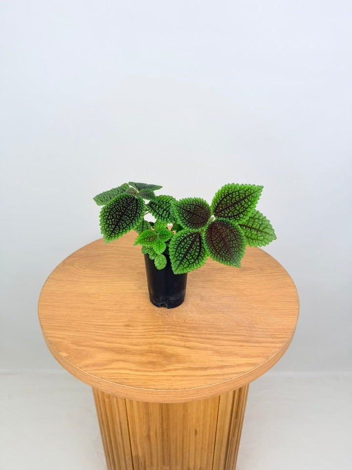 Pilea Involucrata - Moon Valley | Uprooted