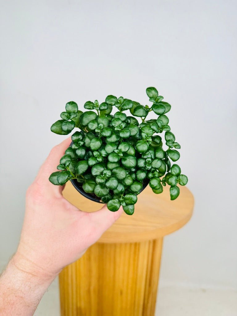 Pilea Nummularifolia - Bathroom Bubbles | Uprooted