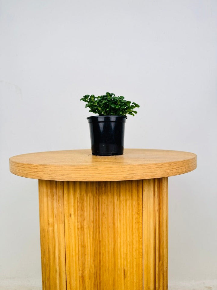Pilea Nummularifolia - Bathroom Bubbles | Uprooted