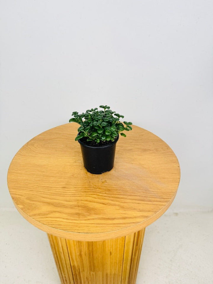 Pilea Nummularifolia - Bathroom Bubbles | Uprooted