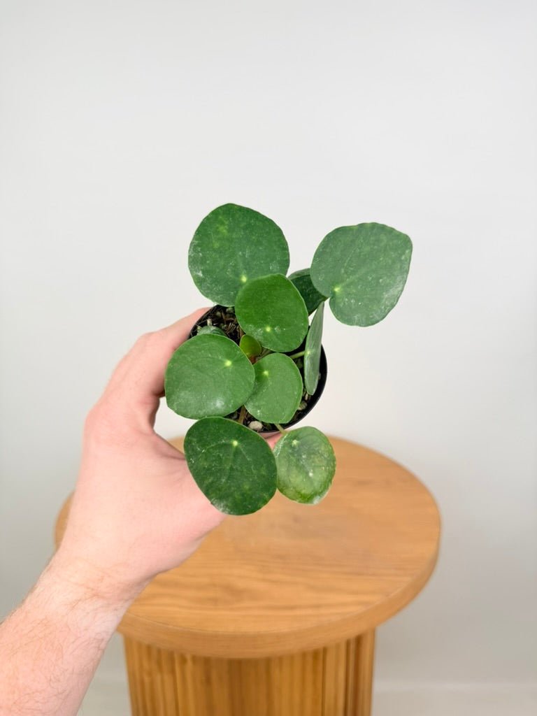 Pilea Peperomioides | Uprooted