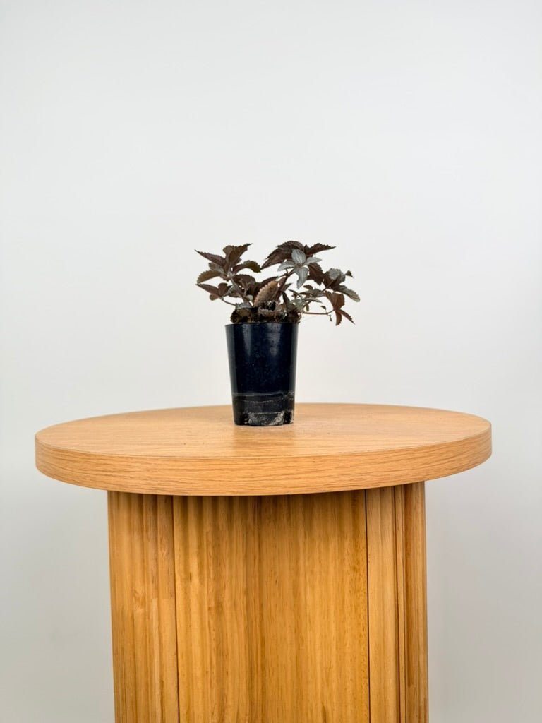 Pilea Pubescens - Silver Cloud | Uprooted