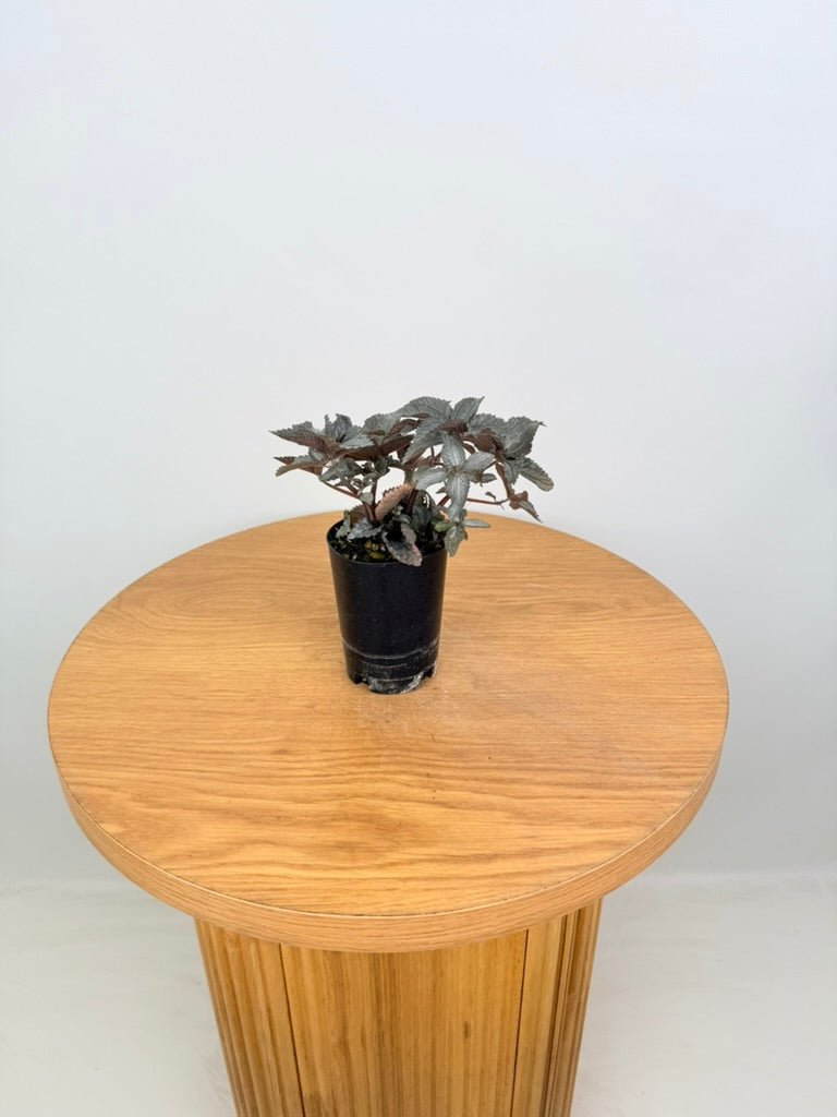 Pilea Pubescens - Silver Cloud | Uprooted