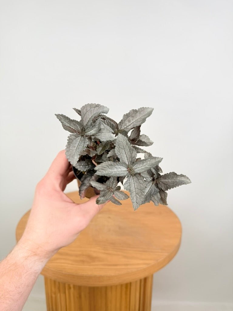 Pilea Pubescens - Silver Cloud | Uprooted
