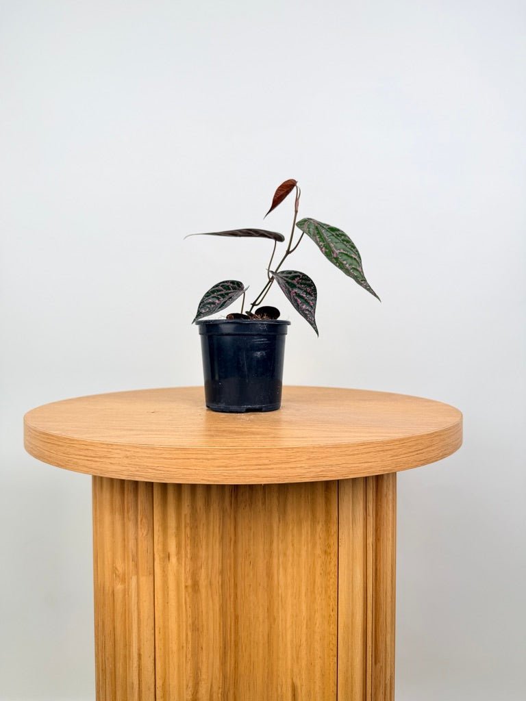 Piper Ornatum / Crocatum | Uprooted