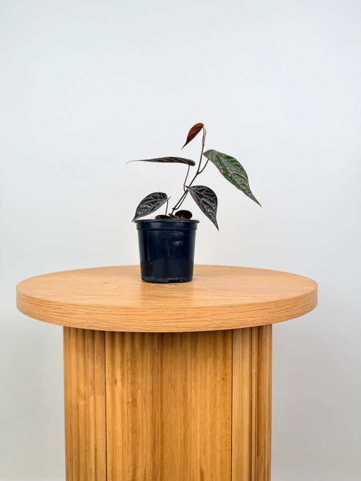 Piper Ornatum / Crocatum | Uprooted