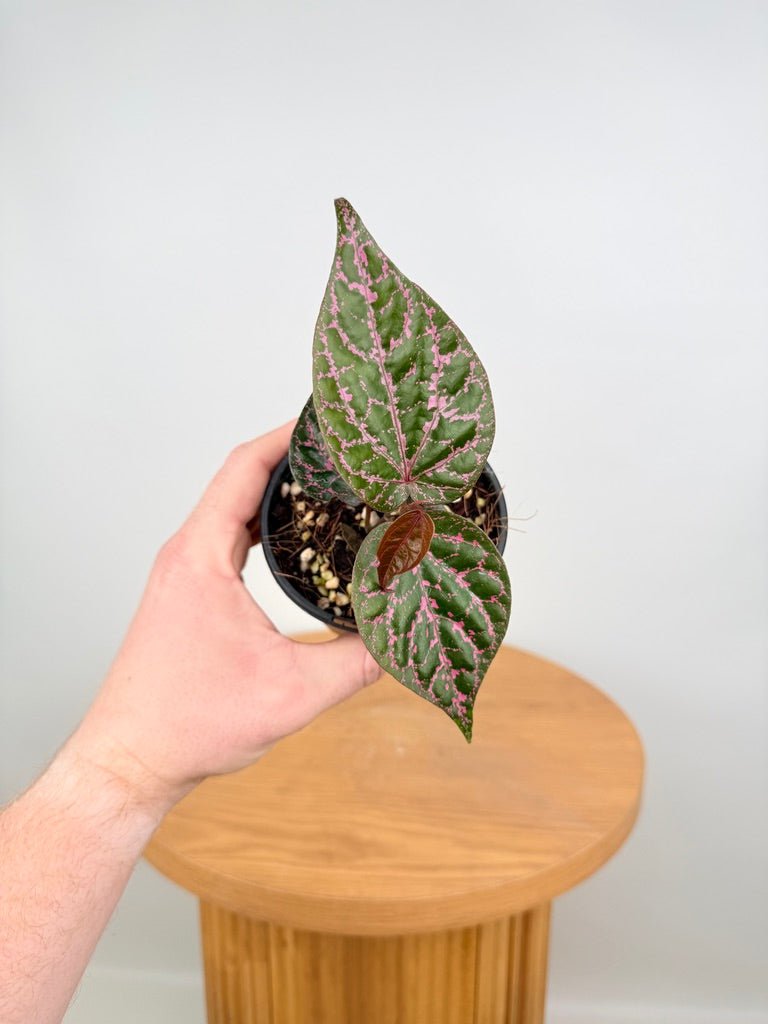 Piper Ornatum / Crocatum | Uprooted