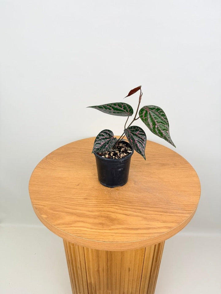 Piper Ornatum / Crocatum | Uprooted