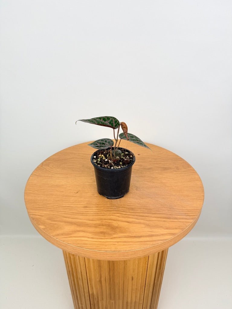 Piper Ornatum / Crocatum | Uprooted