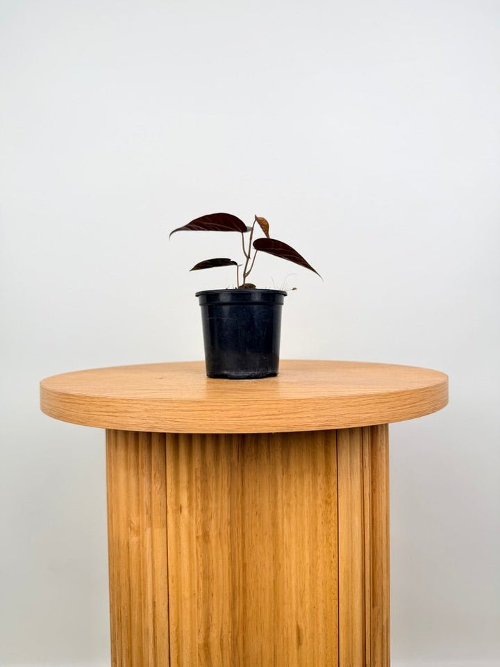 Piper Ornatum / Crocatum | Uprooted