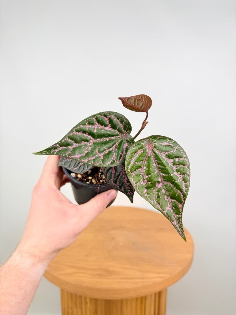 Piper Ornatum / Crocatum | Uprooted