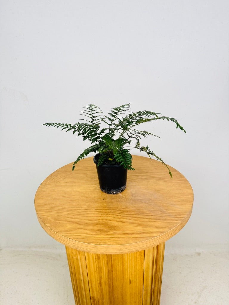 Polystichum Tsussimense - Korean Rock Fern | Uprooted