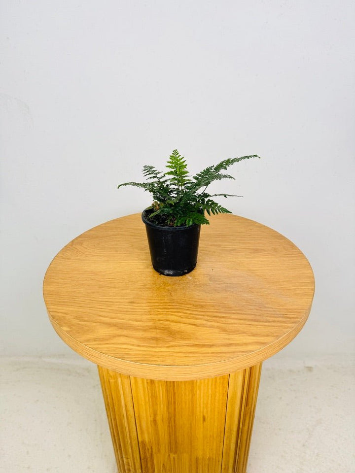 Polystichum Tsussimense - Korean Rock Fern | Uprooted