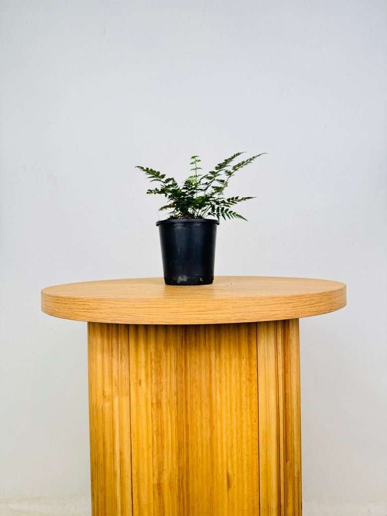 Polystichum Tsussimense - Korean Rock Fern | Uprooted