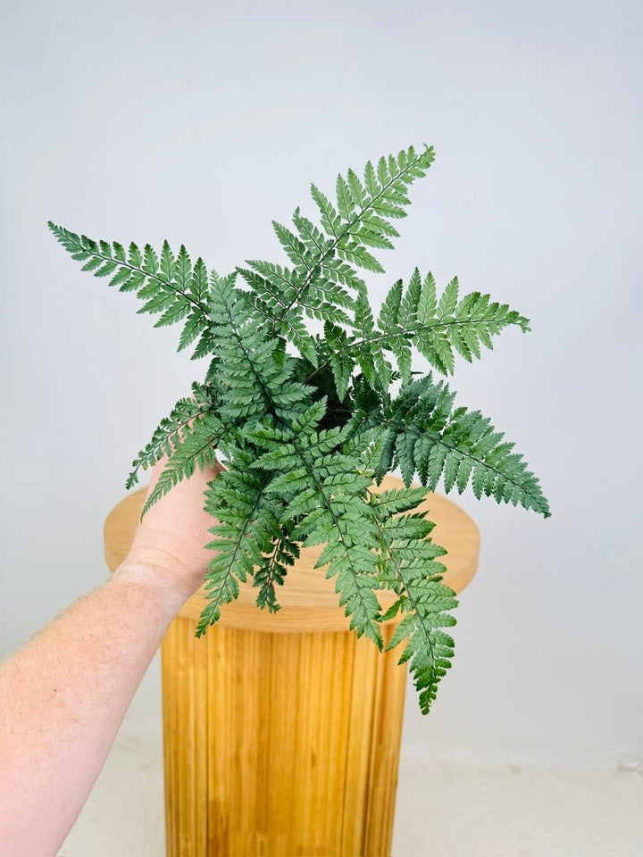 Polystichum Tsussimense - Korean Rock Fern | Uprooted