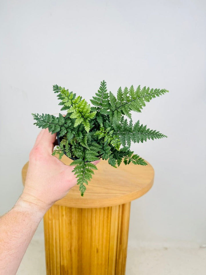 Polystichum Tsussimense - Korean Rock Fern | Uprooted