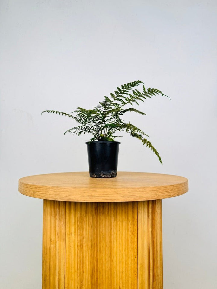 Polystichum Tsussimense - Korean Rock Fern | Uprooted