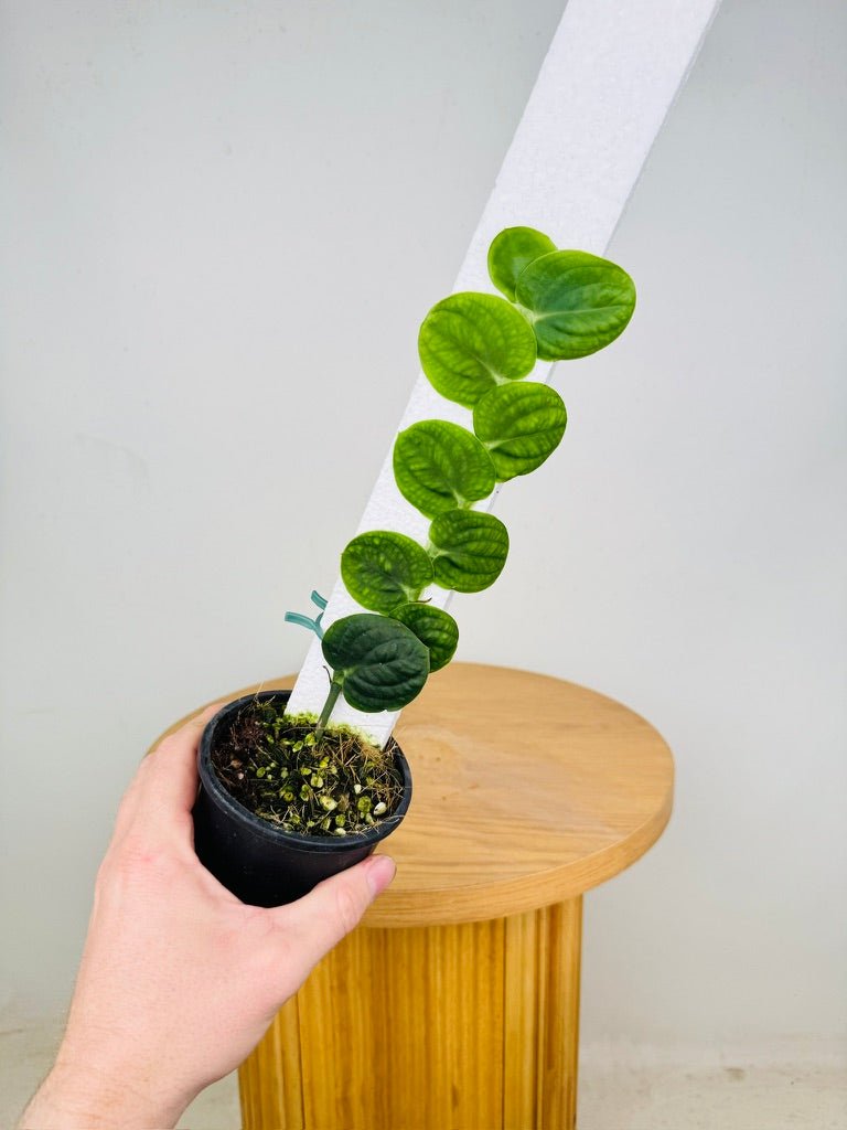 Rhaphidophora Korthalsii | Uprooted