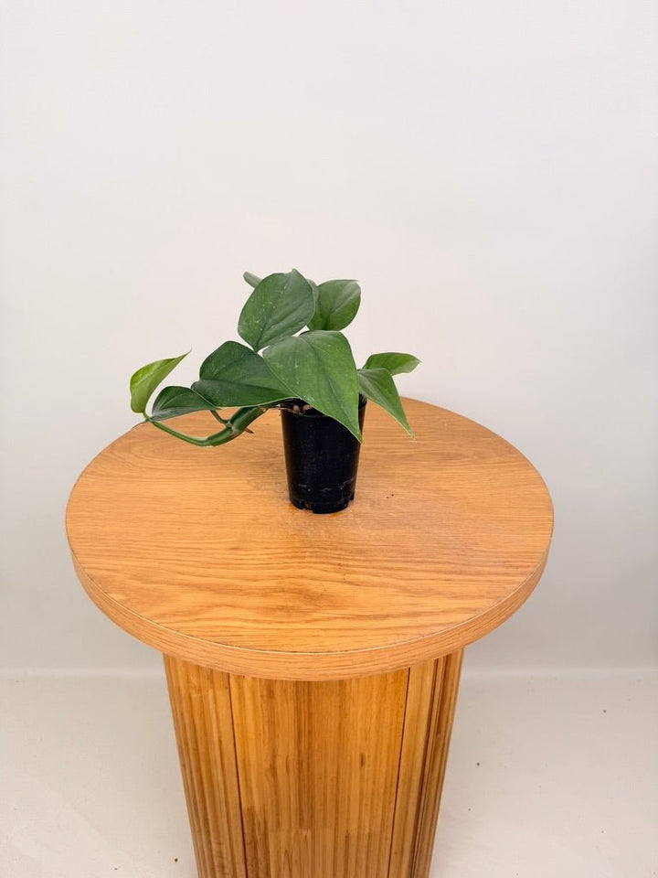 Rhaphidophora Pertusa | Uprooted