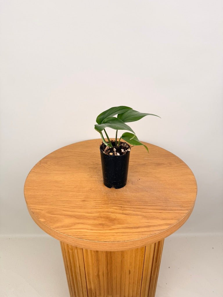 Rhaphidophora Pertusa | Uprooted
