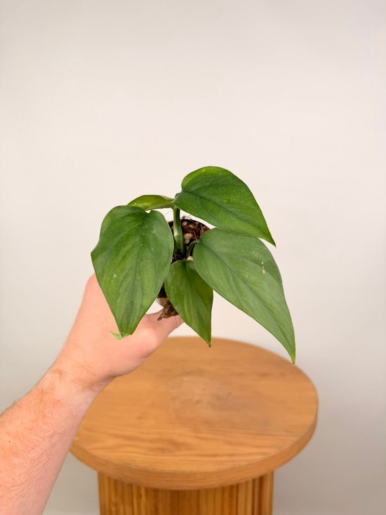 Rhaphidophora Pertusa | Uprooted
