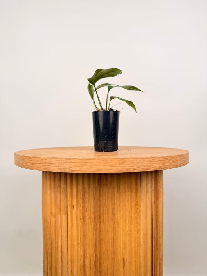Rhaphidophora Pertusa | Uprooted