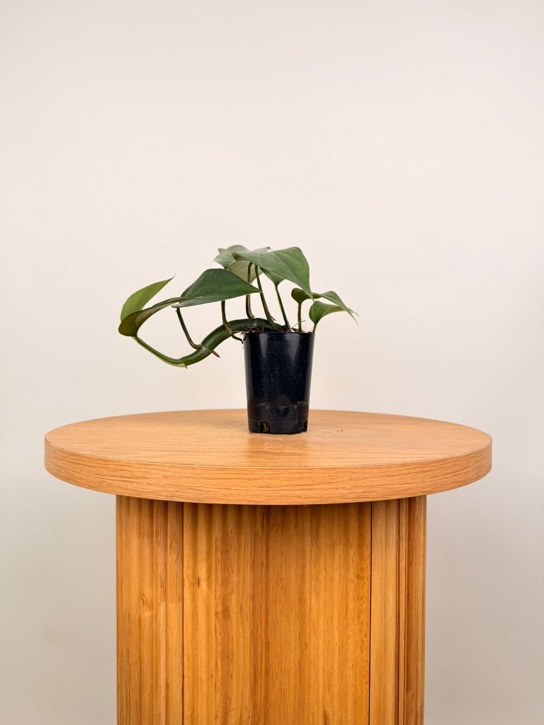 Rhaphidophora Pertusa | Uprooted