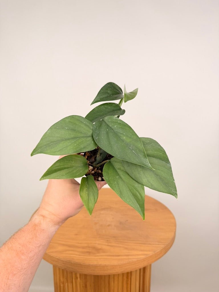 Rhaphidophora Pertusa | Uprooted