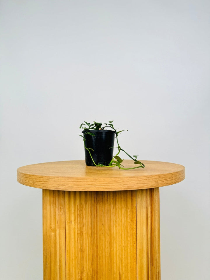 Rhaphidophora Petrieana | Uprooted