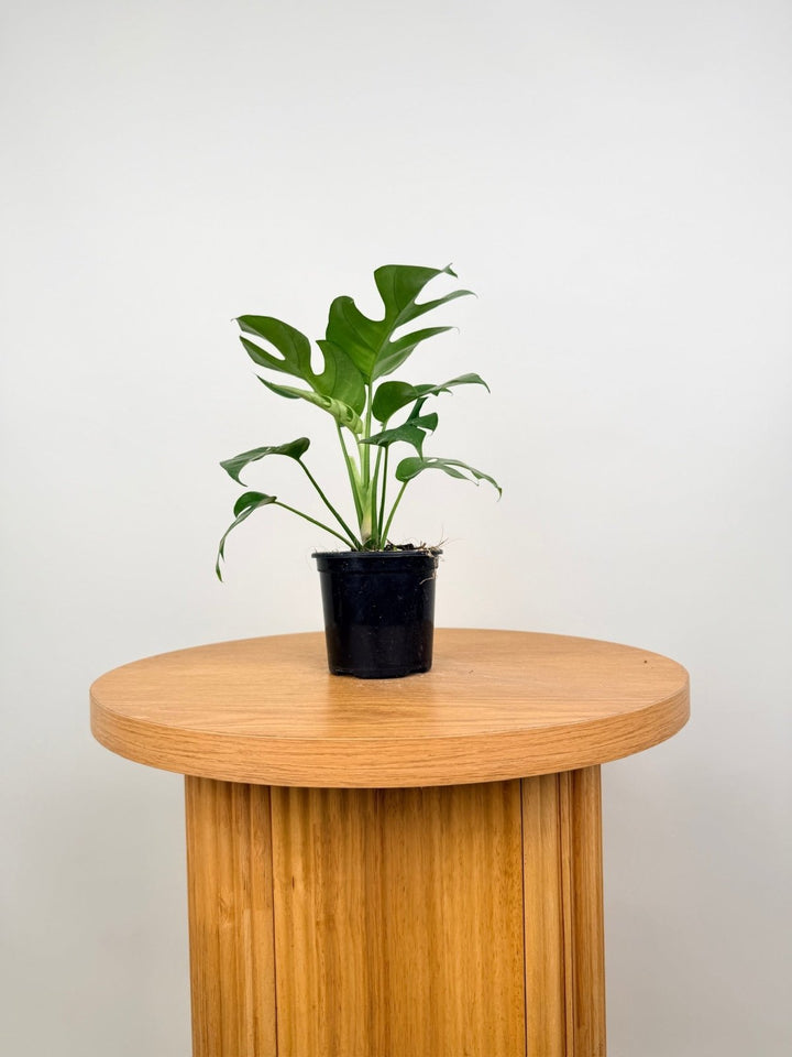 Rhaphidophora Tetrasperma | Uprooted