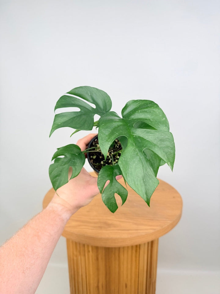 Rhaphidophora Tetrasperma | Uprooted