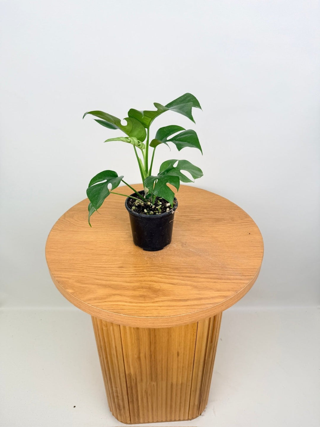 Rhaphidophora Tetrasperma | Uprooted