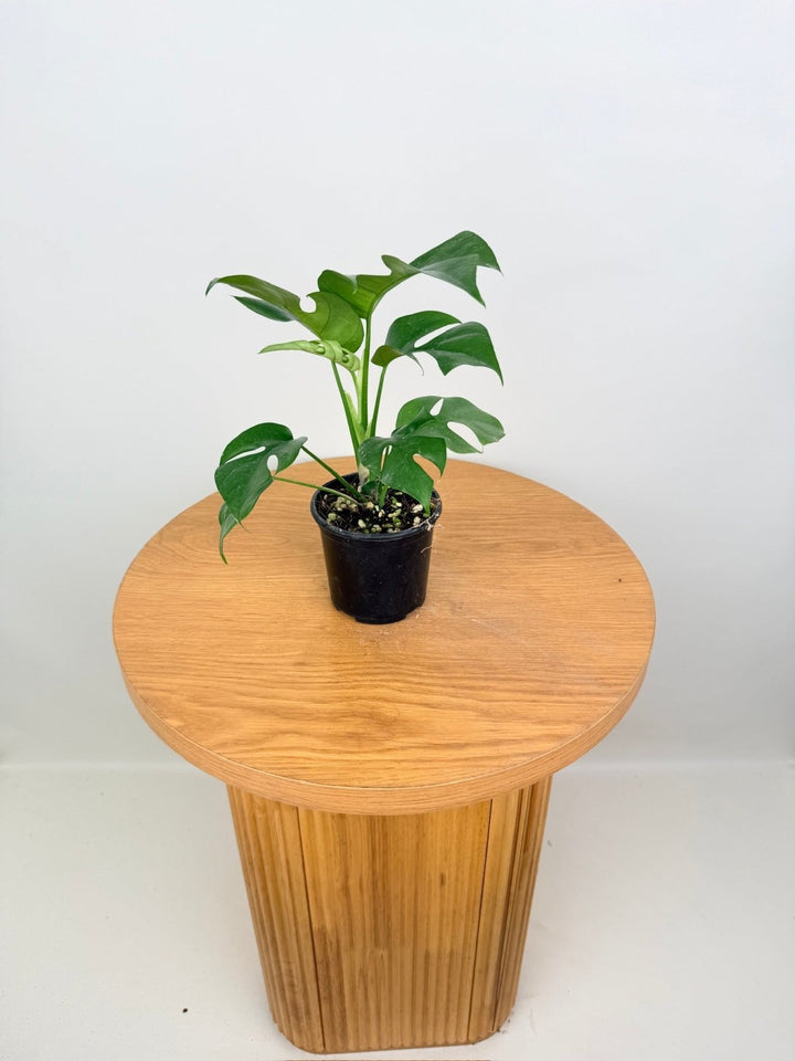 Rhaphidophora Tetrasperma | Uprooted