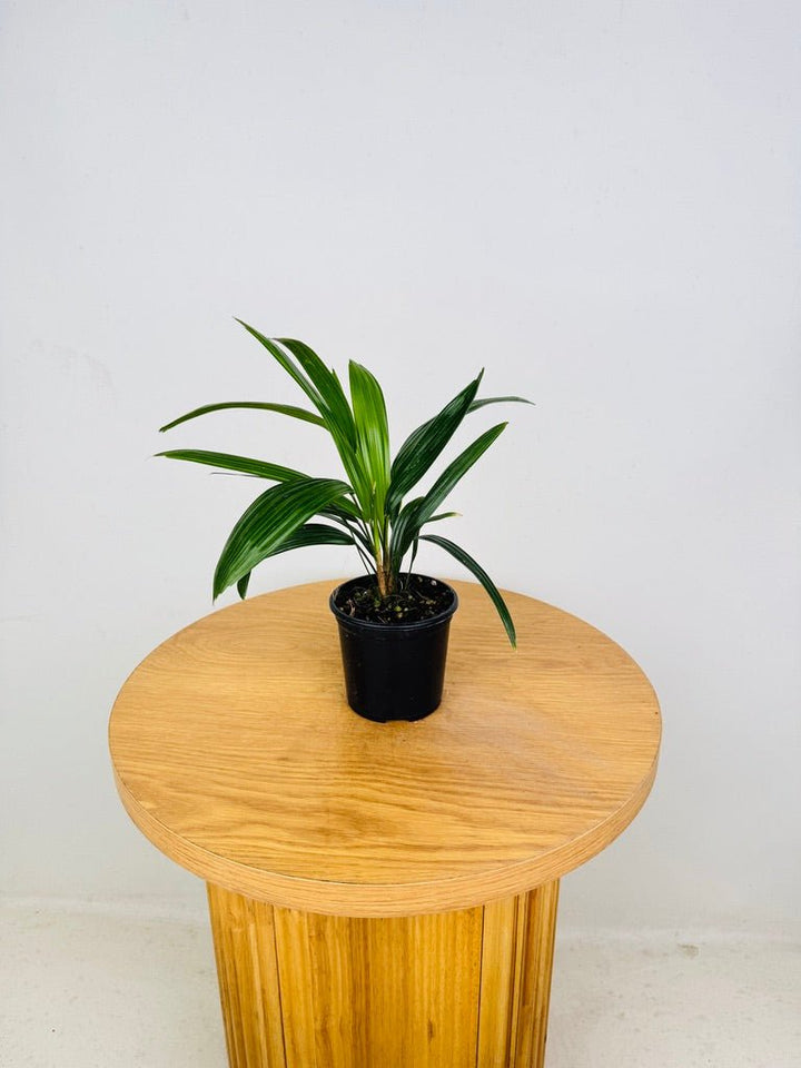 Rhapis Excelsa | Uprooted