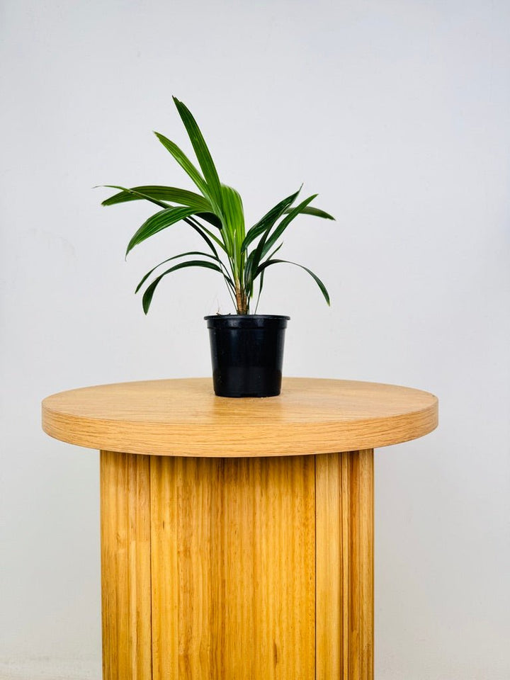 Rhapis Excelsa | Uprooted