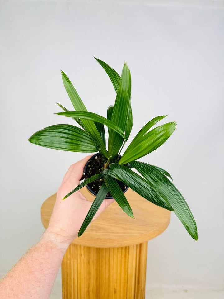 Rhapis Excelsa | Uprooted
