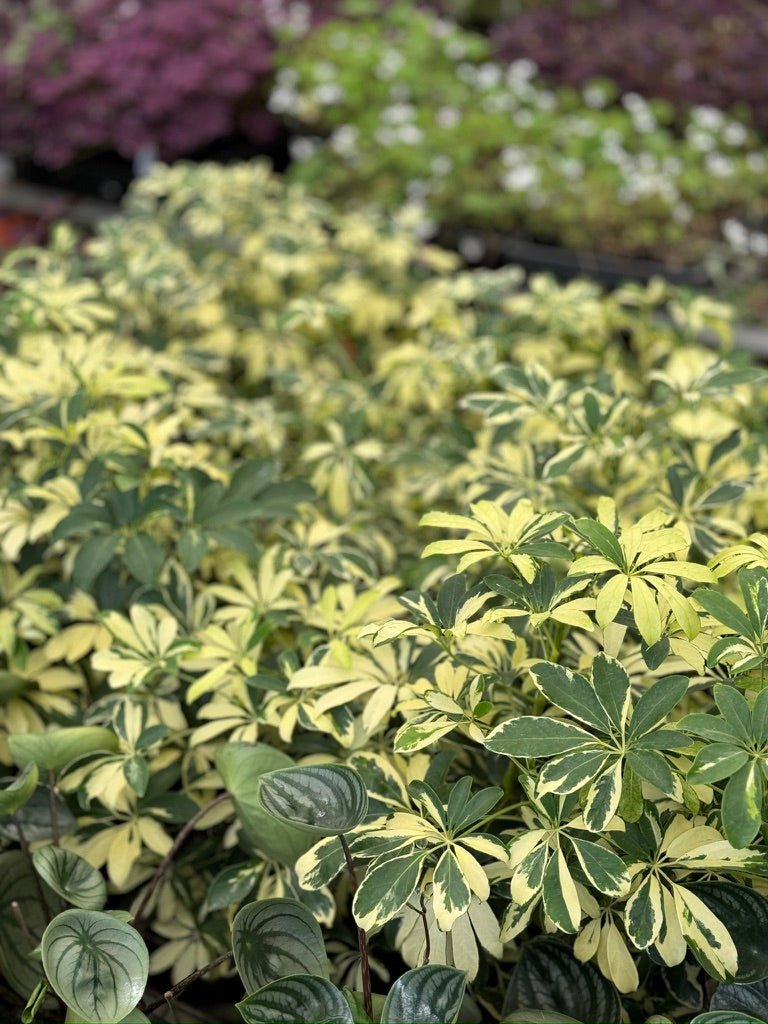 Schefflera Arboricola Variegata | Uprooted