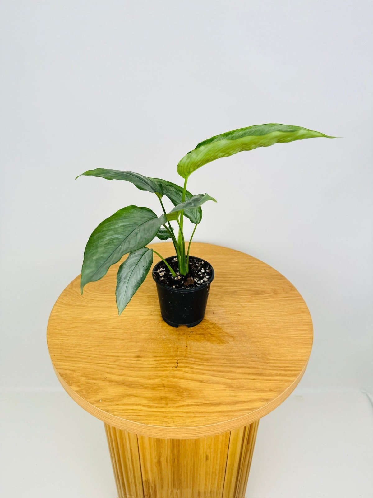 Schismatoglottis Crispa - Sabah's Sapphire | Uprooted | Buy