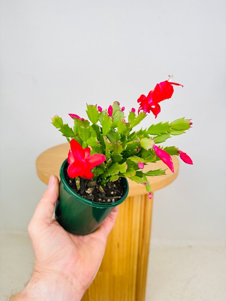 Schlumbergera Truncata - Zygocactus - Caribbean Dancer | Uprooted