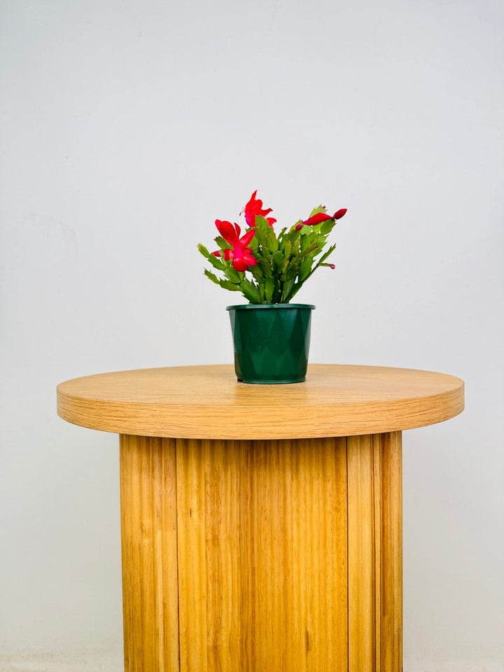 Schlumbergera Truncata - Zygocactus - Caribbean Dancer | Uprooted