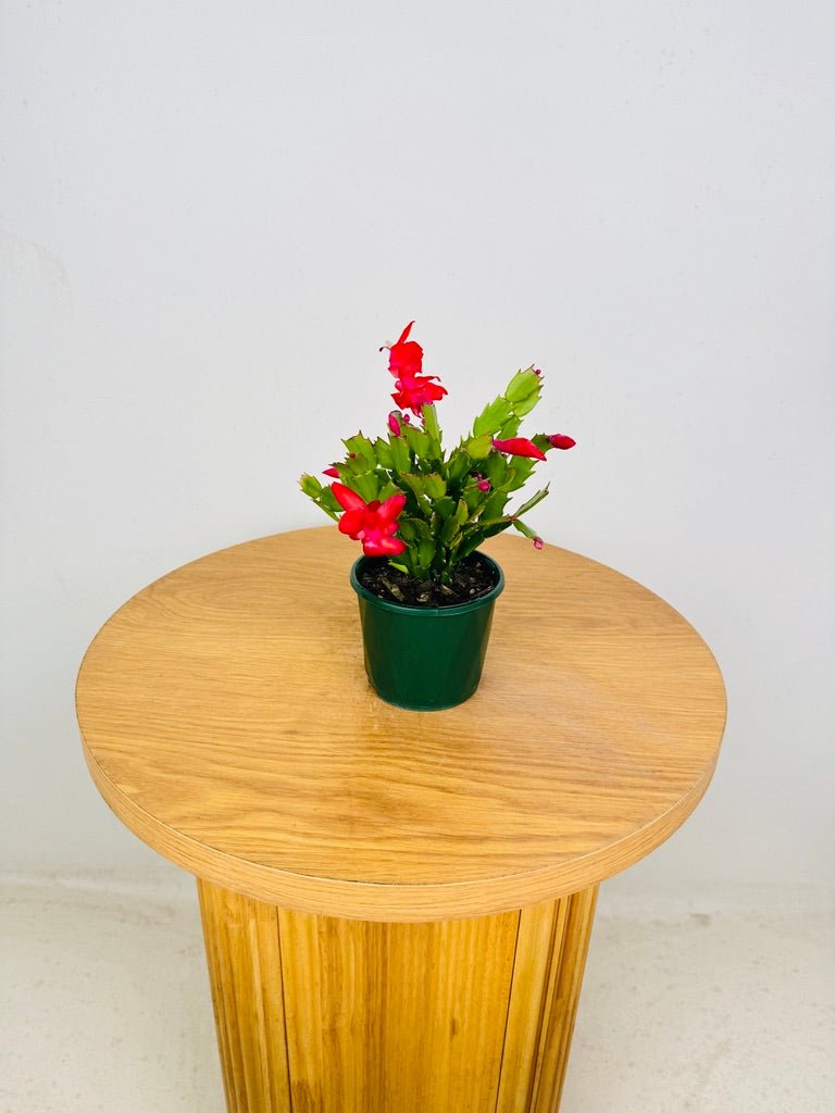 Schlumbergera Truncata - Zygocactus - Caribbean Dancer | Uprooted